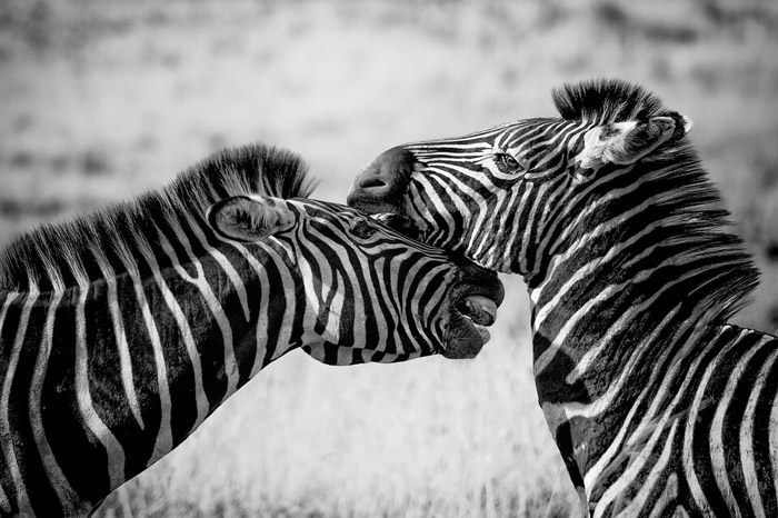 black and white photograph of zebras