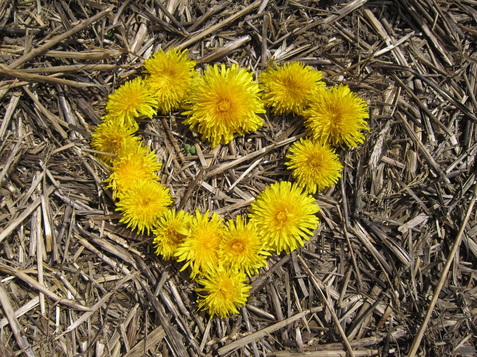 heart made out of dandelions